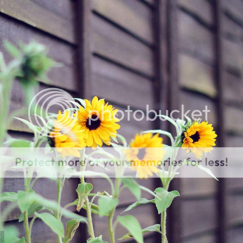 20 Mini Dwarf Sunflower Seeds For Home Garden Office Decor Plant S098